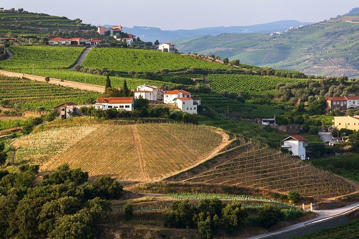 Vues panoramiques des vignobles de la vallée du Douro, croisière fluviale et expériences de dégustation de vin, photo 9 | wizardtrip