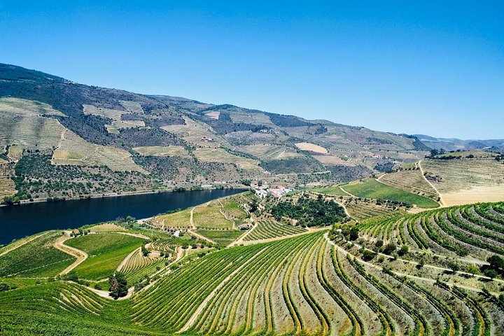 Vues panoramiques des vignobles de la vallée du Douro, croisière fluviale et expériences de dégustation de vin, photo 13 | wizardtrip