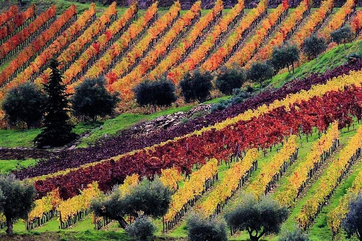 Vues panoramiques des vignobles de la vallée du Douro, croisière fluviale et expériences de dégustation de vin, photo 20 | wizardtrip