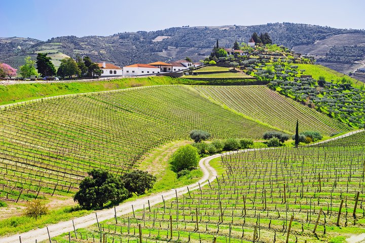 Vues panoramiques des vignobles de la vallée du Douro, croisière fluviale et expériences de dégustation de vin, photo 21 | wizardtrip