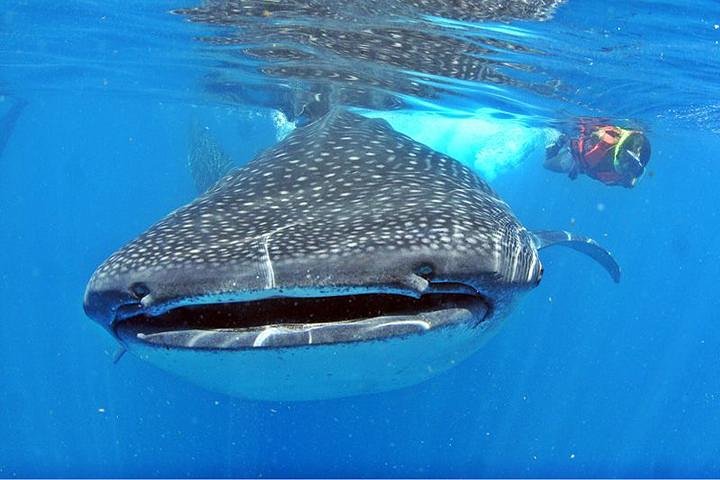 Excursion Requin-Baleine depuis Cancún, Playa del Carmen, Tulum et Riviera Maya | wizardtrip