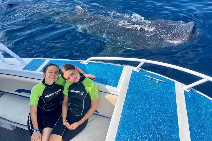 Nada con gentiles tiburones ballena en las aguas claras de Cancún, México, foto 6 | wizardtrip