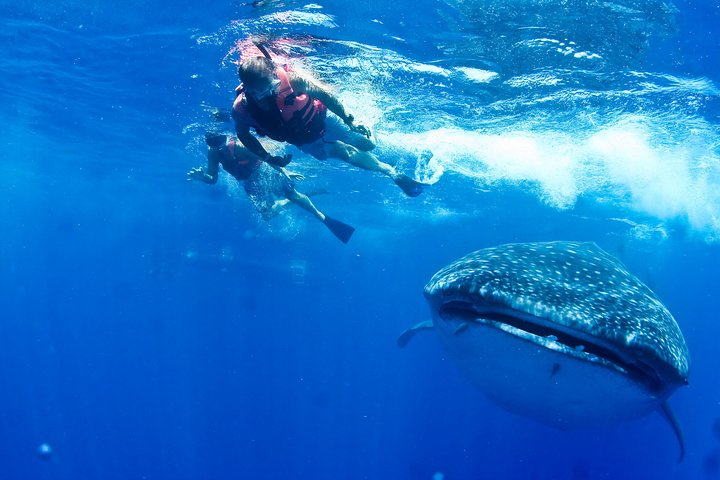 Nada con gentiles tiburones ballena en las aguas claras de Cancún, México, foto 7 | wizardtrip