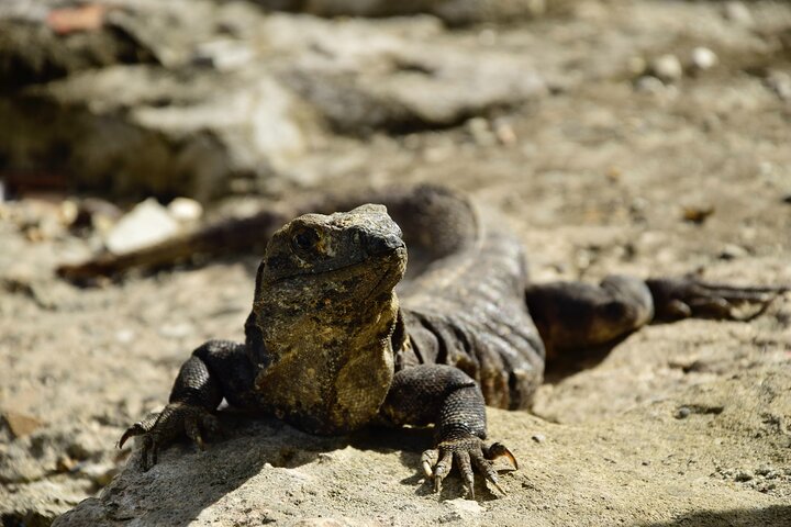 Explorez les ruines de Tulum, nagez avec les tortues à Akumal et baignez-vous dans un cénote lors de cette excursion dans la Riviera Maya, photo 8 | wizardtrip