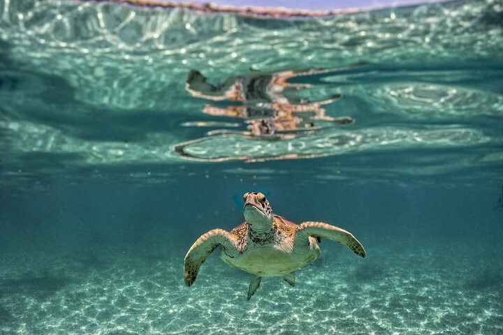 Explorez les ruines de Tulum, nagez avec les tortues à Akumal et baignez-vous dans un cénote lors de cette excursion dans la Riviera Maya, photo 18 | wizardtrip