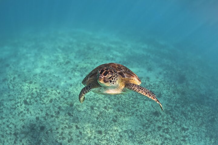 Explorez les ruines de Tulum, nagez avec les tortues à Akumal et baignez-vous dans un cénote lors de cette excursion dans la Riviera Maya, photo 20 | wizardtrip