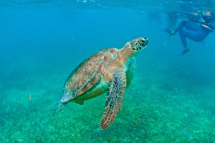 Explorez les ruines de Tulum, nagez avec les tortues à Akumal et baignez-vous dans un cénote lors de cette excursion dans la Riviera Maya, photo 29 | wizardtrip