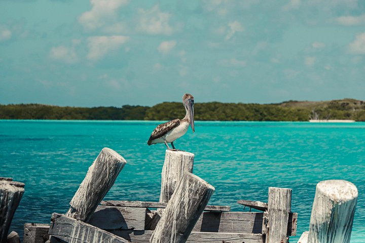 Bådtur til Isla Contoy og Isla Mujeres fra Playa del Carmen, Mexico, med snorkling og ø-udforskning, foto 14 | wizardtrip