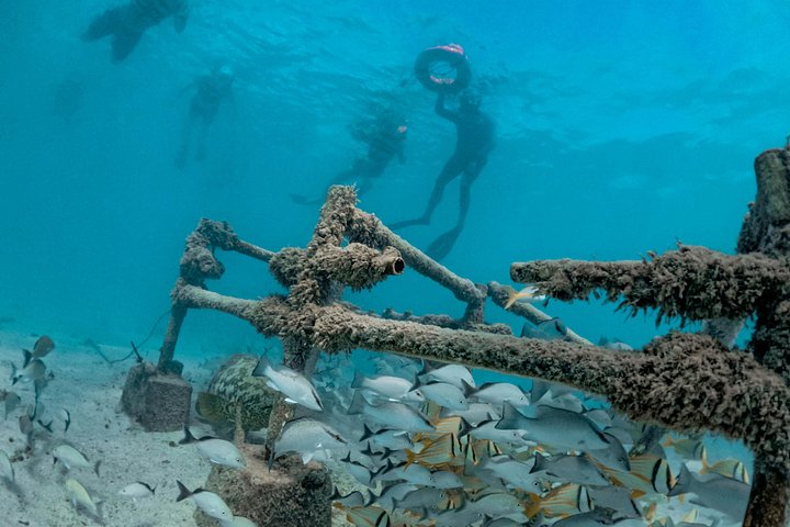 Bådtur til Isla Contoy og Isla Mujeres fra Playa del Carmen, Mexico, med snorkling og ø-udforskning, foto 17 | wizardtrip