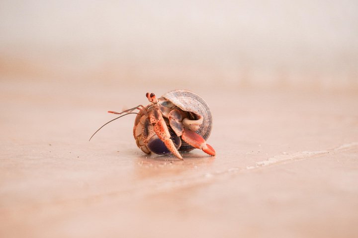 Bådtur til Isla Contoy og Isla Mujeres fra Playa del Carmen, Mexico, med snorkling og ø-udforskning, foto 19 | wizardtrip
