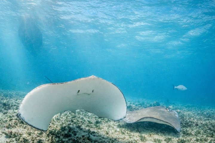 Heldagstur, der kombinerer Tulum-ruiner, snorkling ved revet, svømning i cenote og mayaceremoni fra Cancun, foto 9 | wizardtrip
