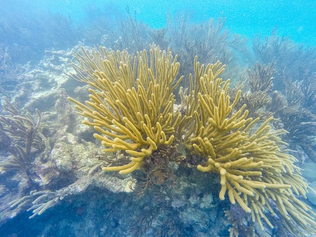 Heldagstur, der kombinerer Tulum-ruiner, snorkling ved revet, svømning i cenote og mayaceremoni fra Cancun, foto 10 | wizardtrip