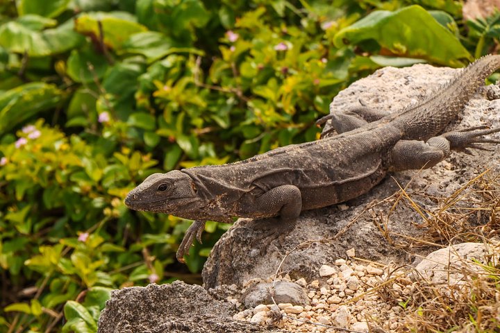 Heldagstur, der kombinerer Tulum-ruiner, snorkling ved revet, svømning i cenote og mayaceremoni fra Cancun, foto 25 | wizardtrip