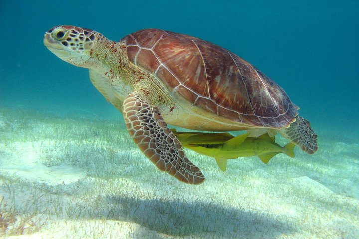 Excursion d'une demi-journée de snorkeling avec tortues de mer et cénotes au départ de Cancun et de la Riviera Maya | wizardtrip