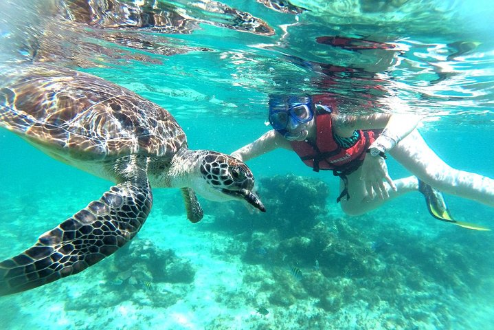 Snorkla med havssköldpaddor och utforska cenotes på en halvdagstur från Playa del Carmen, Mexiko, foto 7 | wizardtrip