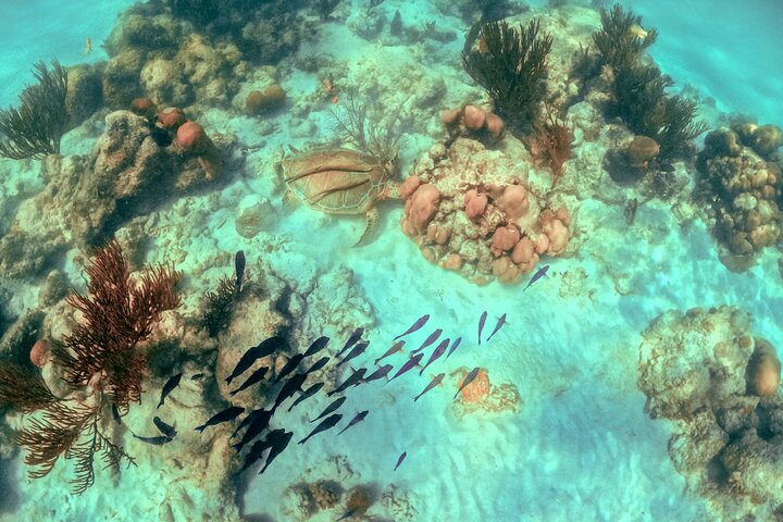 Snorkla med havssköldpaddor och utforska cenotes på en halvdagstur från Playa del Carmen, Mexiko, foto 10 | wizardtrip