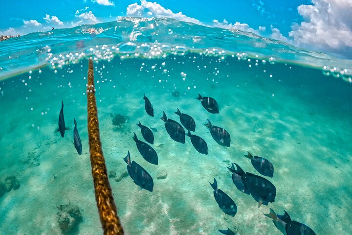Snorkla med havssköldpaddor och utforska cenotes på en halvdagstur från Playa del Carmen, Mexiko, foto 11 | wizardtrip