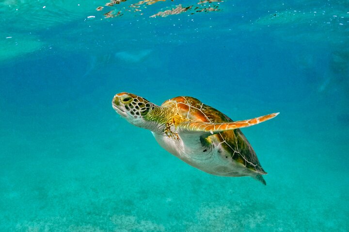 Snorkla med havssköldpaddor och utforska cenotes på en halvdagstur från Playa del Carmen, Mexiko, foto 12 | wizardtrip