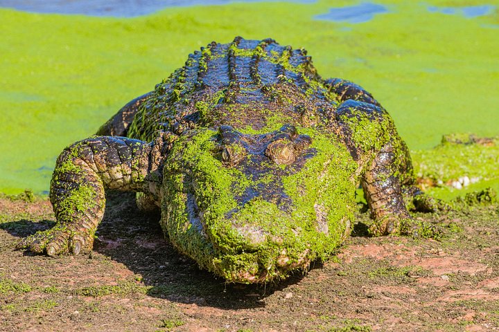 Explorez le Malcolm Douglas Crocodile Park de Broome, avec ses crocodiles, alligators et efforts de conservation, photo 7 | wizardtrip
