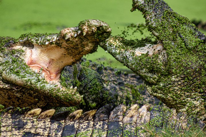 Explorez le Malcolm Douglas Crocodile Park de Broome, avec ses crocodiles, alligators et efforts de conservation, photo 8 | wizardtrip