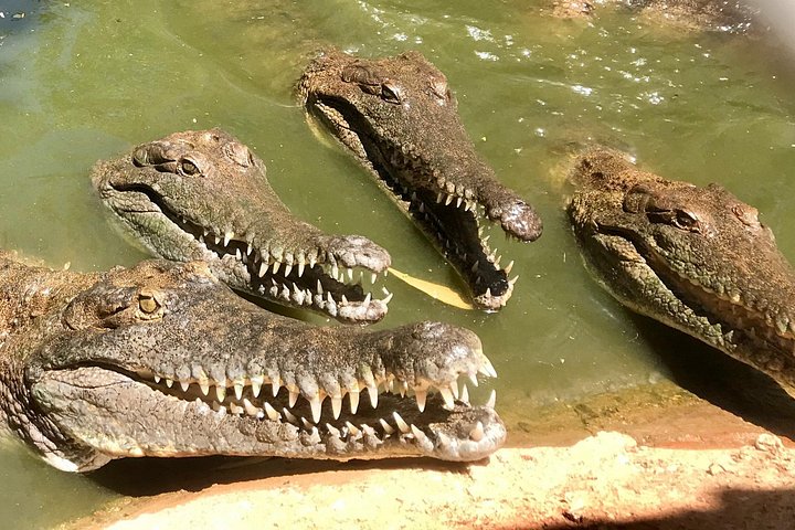 Explorez le Malcolm Douglas Crocodile Park de Broome, avec ses crocodiles, alligators et efforts de conservation, photo 10 | wizardtrip