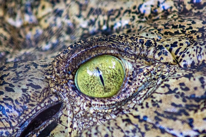 Explorez le Malcolm Douglas Crocodile Park de Broome, avec ses crocodiles, alligators et efforts de conservation, photo 12 | wizardtrip