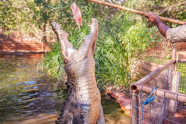 Explorez le Malcolm Douglas Crocodile Park de Broome, avec ses crocodiles, alligators et efforts de conservation, photo 13 | wizardtrip