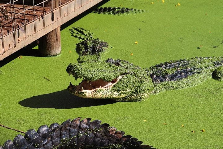 Explorez le Malcolm Douglas Crocodile Park de Broome, avec ses crocodiles, alligators et efforts de conservation, photo 14 | wizardtrip
