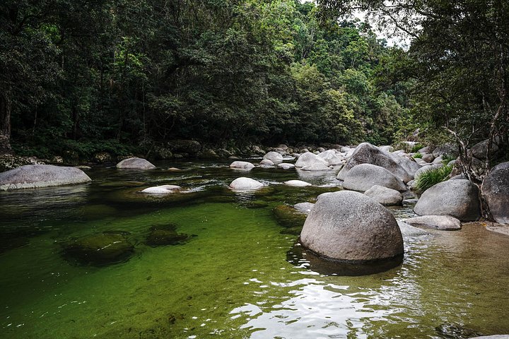 Erkunden Sie den uralten Daintree-Regenwald, fahren Sie auf dem Fluss und besuchen Sie Cape Tribulation auf dieser geführten Tour von Port Douglas, Foto 6 | wizardtrip