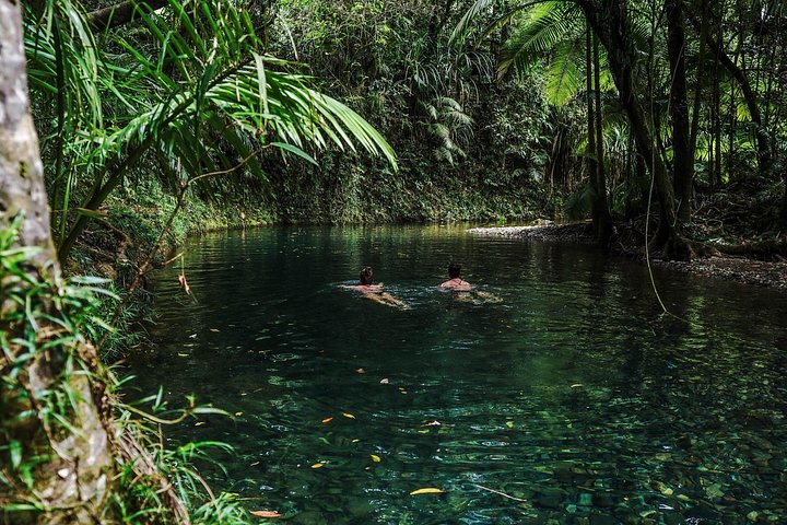 Erkunden Sie den uralten Daintree-Regenwald, fahren Sie auf dem Fluss und besuchen Sie Cape Tribulation auf dieser geführten Tour von Port Douglas, Foto 17 | wizardtrip