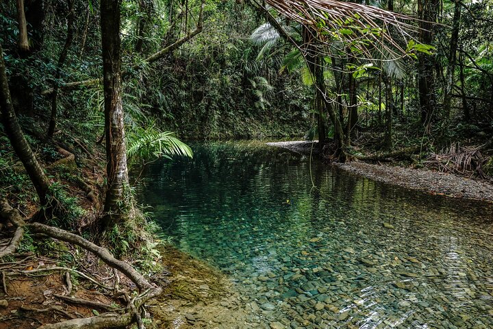 Erkunden Sie den uralten Daintree-Regenwald, fahren Sie auf dem Fluss und besuchen Sie Cape Tribulation auf dieser geführten Tour von Port Douglas, Foto 18 | wizardtrip