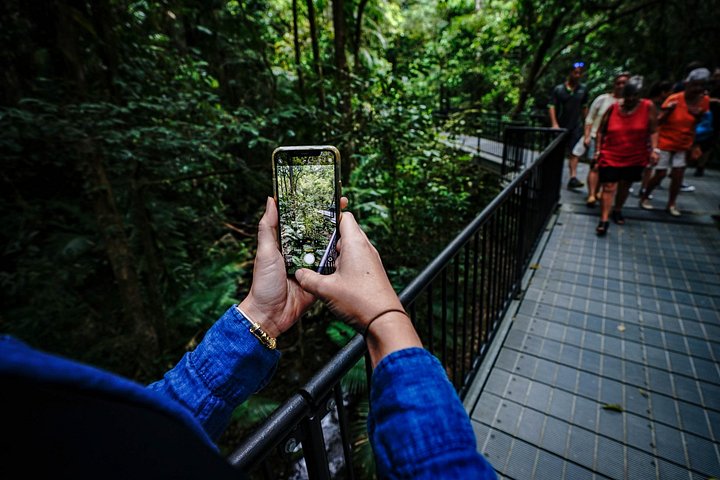 Erkunden Sie den uralten Daintree-Regenwald, fahren Sie auf dem Fluss und besuchen Sie Cape Tribulation auf dieser geführten Tour von Port Douglas, Foto 20 | wizardtrip