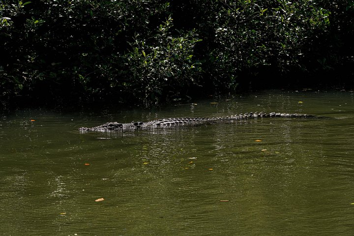 Erkunden Sie den uralten Daintree-Regenwald, fahren Sie auf dem Fluss und besuchen Sie Cape Tribulation auf dieser geführten Tour von Port Douglas, Foto 26 | wizardtrip