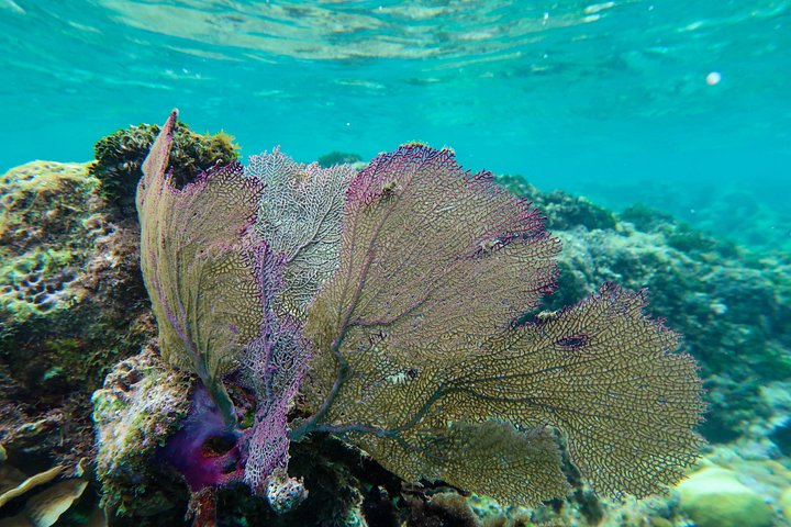 Aventure de snorkeling au Belize, exploration de la vie marine et des récifs coralliens autour de Caye Caulker, photo 6 | wizardtrip