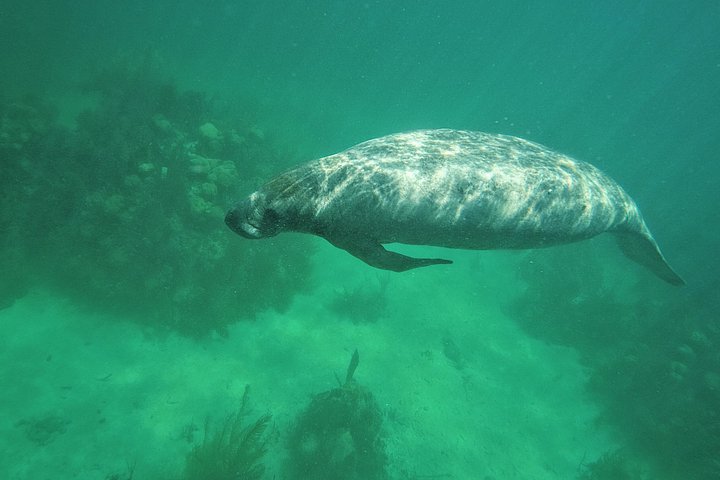 Aventure de snorkeling au Belize, exploration de la vie marine et des récifs coralliens autour de Caye Caulker, photo 7 | wizardtrip