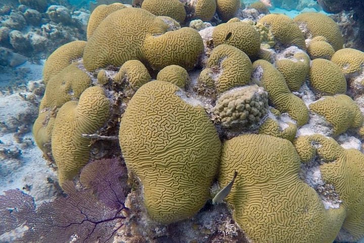 Aventure de snorkeling au Belize, exploration de la vie marine et des récifs coralliens autour de Caye Caulker, photo 12 | wizardtrip