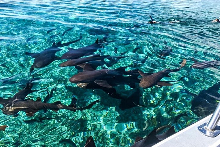 Aventure de snorkeling au Belize, exploration de la vie marine et des récifs coralliens autour de Caye Caulker, photo 18 | wizardtrip