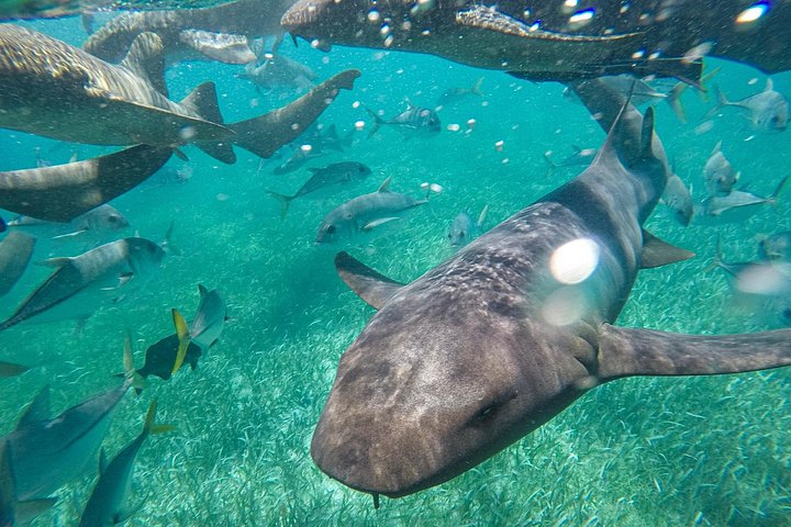 Aventure de snorkeling au Belize, exploration de la vie marine et des récifs coralliens autour de Caye Caulker, photo 19 | wizardtrip