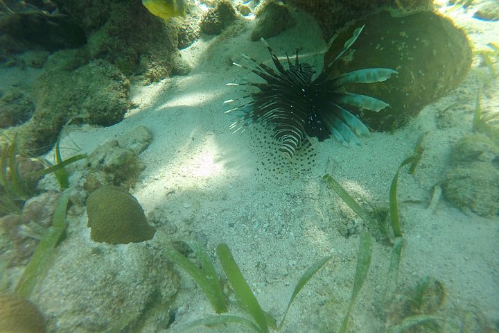 Aventure de snorkeling au Belize, exploration de la vie marine et des récifs coralliens autour de Caye Caulker, photo 21 | wizardtrip