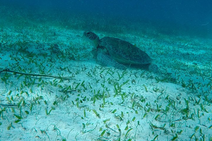 Aventure de snorkeling au Belize, exploration de la vie marine et des récifs coralliens autour de Caye Caulker, photo 22 | wizardtrip