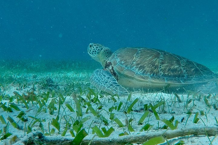 Aventure de snorkeling au Belize, exploration de la vie marine et des récifs coralliens autour de Caye Caulker, photo 23 | wizardtrip