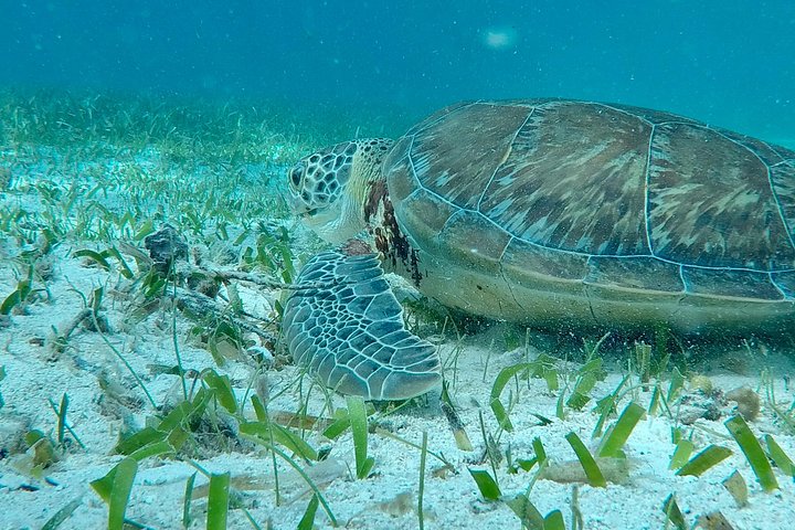 Aventure de snorkeling au Belize, exploration de la vie marine et des récifs coralliens autour de Caye Caulker, photo 24 | wizardtrip