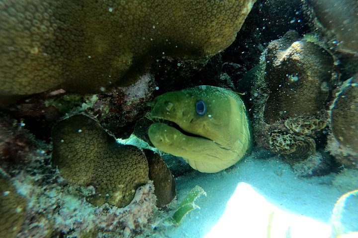 Aventure de snorkeling au Belize, exploration de la vie marine et des récifs coralliens autour de Caye Caulker, photo 25 | wizardtrip