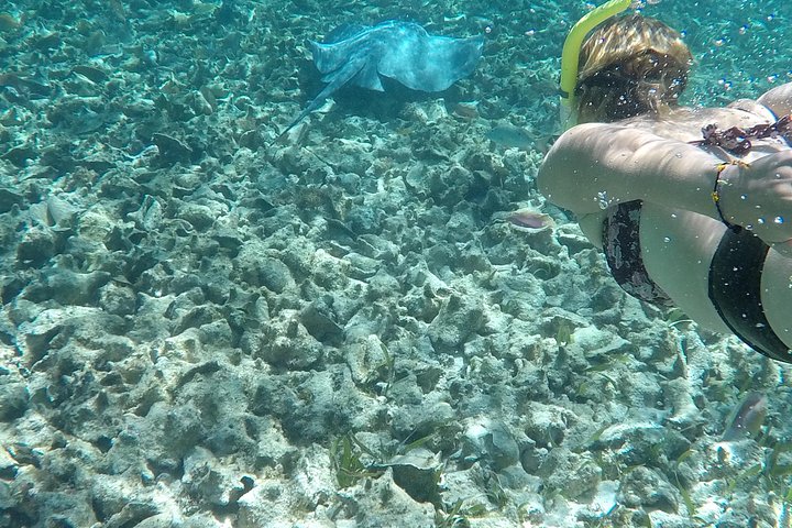 Aventure de snorkeling au Belize, exploration de la vie marine et des récifs coralliens autour de Caye Caulker, photo 27 | wizardtrip