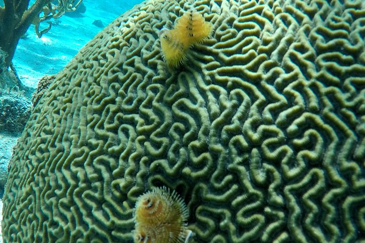 Aventure de snorkeling au Belize, exploration de la vie marine et des récifs coralliens autour de Caye Caulker, photo 29 | wizardtrip
