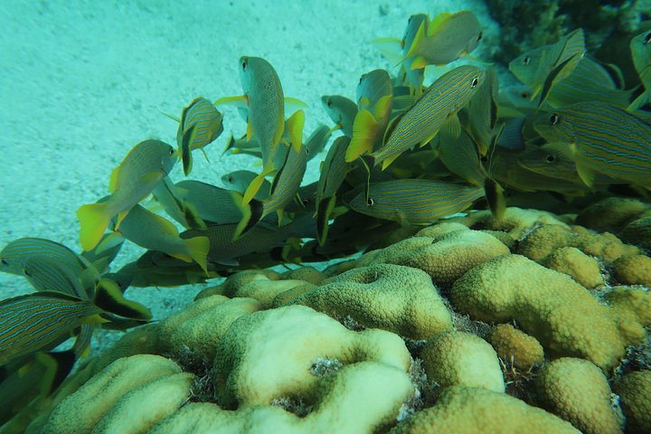 Aventure de snorkeling au Belize, exploration de la vie marine et des récifs coralliens autour de Caye Caulker, photo 31 | wizardtrip