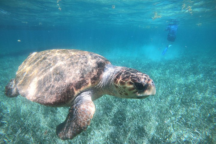 Aventure de snorkeling au Belize, exploration de la vie marine et des récifs coralliens autour de Caye Caulker, photo 33 | wizardtrip