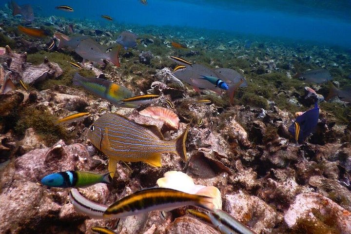 Aventure de snorkeling au Belize, exploration de la vie marine et des récifs coralliens autour de Caye Caulker, photo 34 | wizardtrip