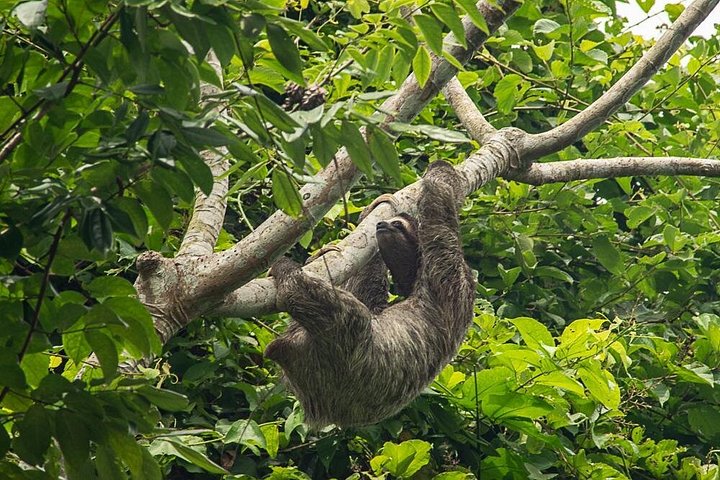 船、野生生物、アグア・クララ水門とガトゥン水門を紹介するパナマ運河ボートサファリ、写真6 | wizardtrip