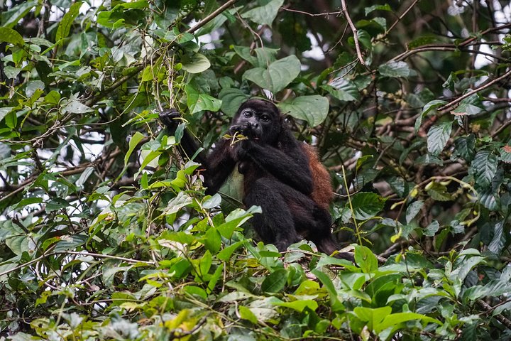 Safari in barca sul Lago Gatún, osservazione della fauna selvatica del Canale di Panama e brunch a Casco Viejo, foto 6 | wizardtrip
